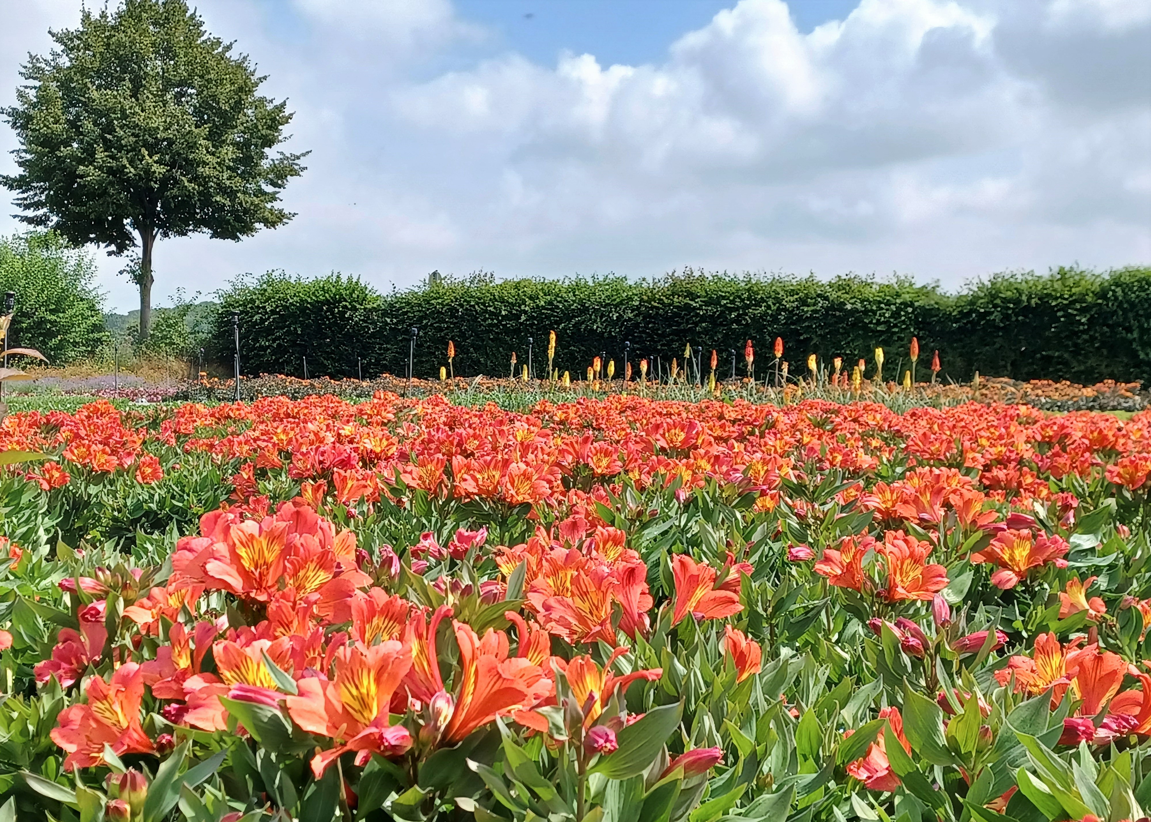 Alstromeria Indian Summer von Stefen